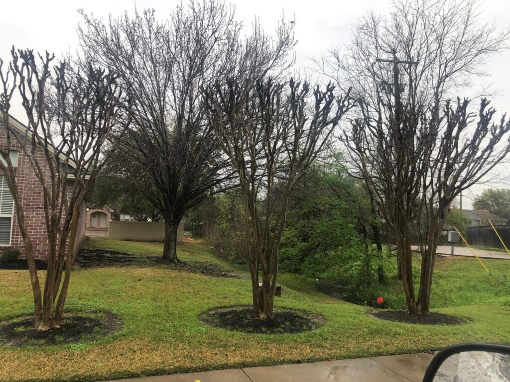 AGS Tree Services tree care and landscaping work
