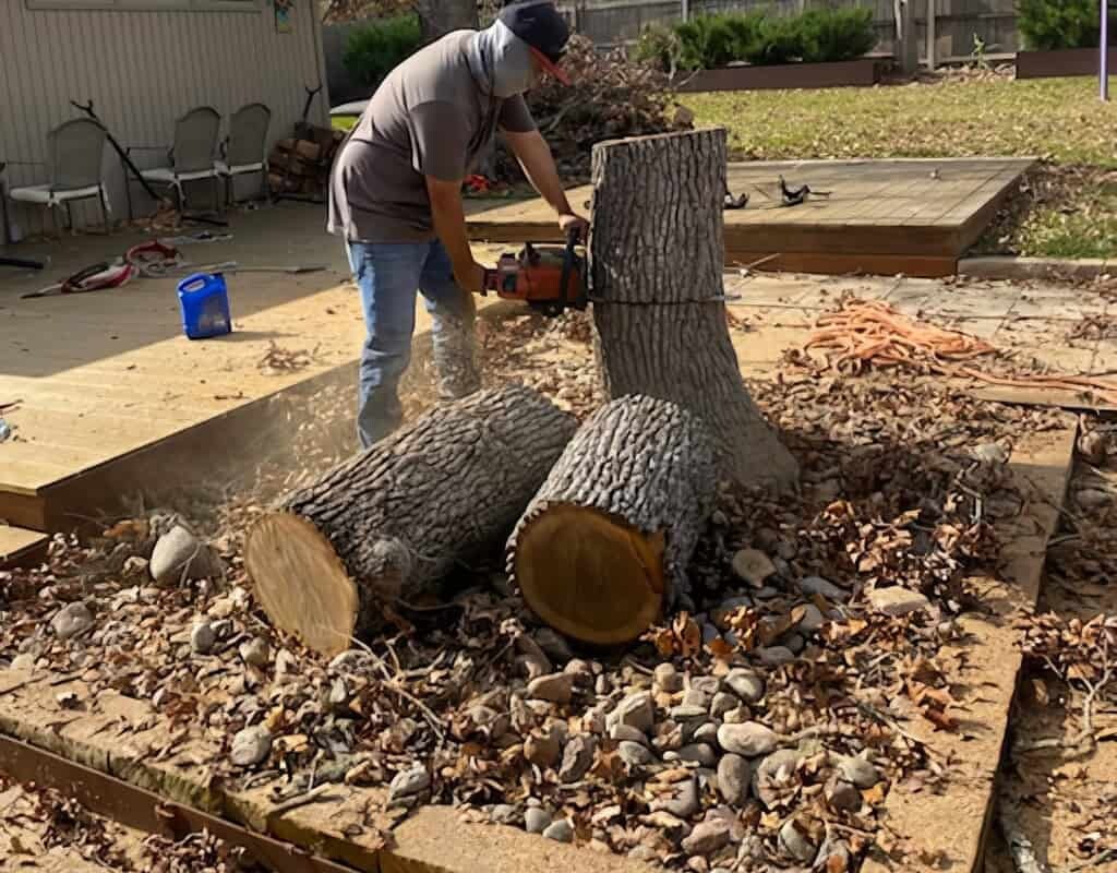 BCS Tree Solution tree removal service in the Bryan–College Station area