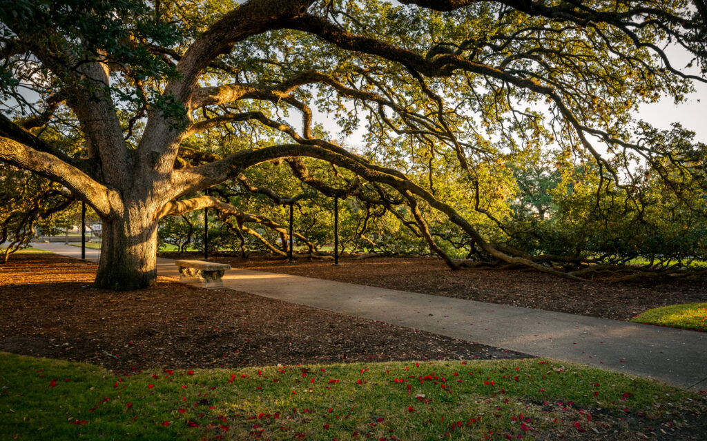Century Tree hero image from the Bayliss Law website