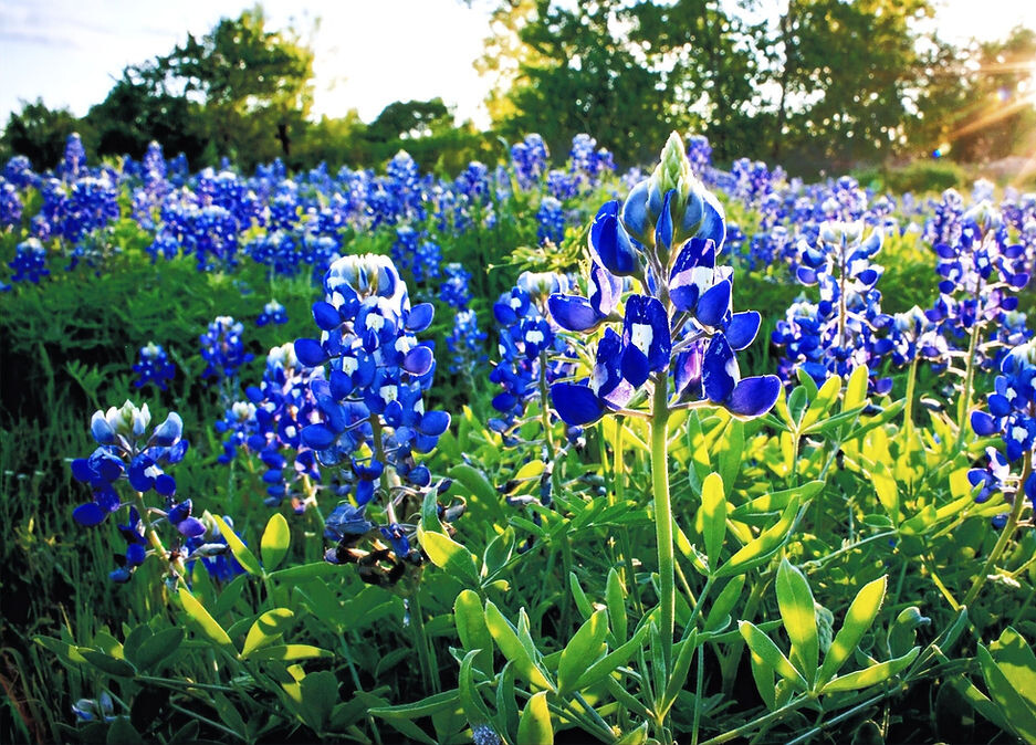 Texas bluebonnets from Bluebonnet Abstract and Title's website